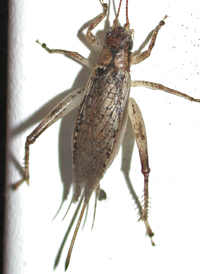 Jumping Bush-cricket